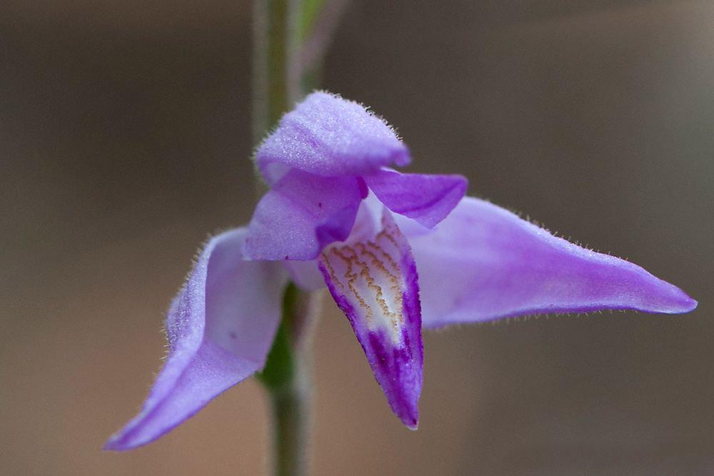 Nahaufnahme einer Blüte des Roten Waldvögeleins