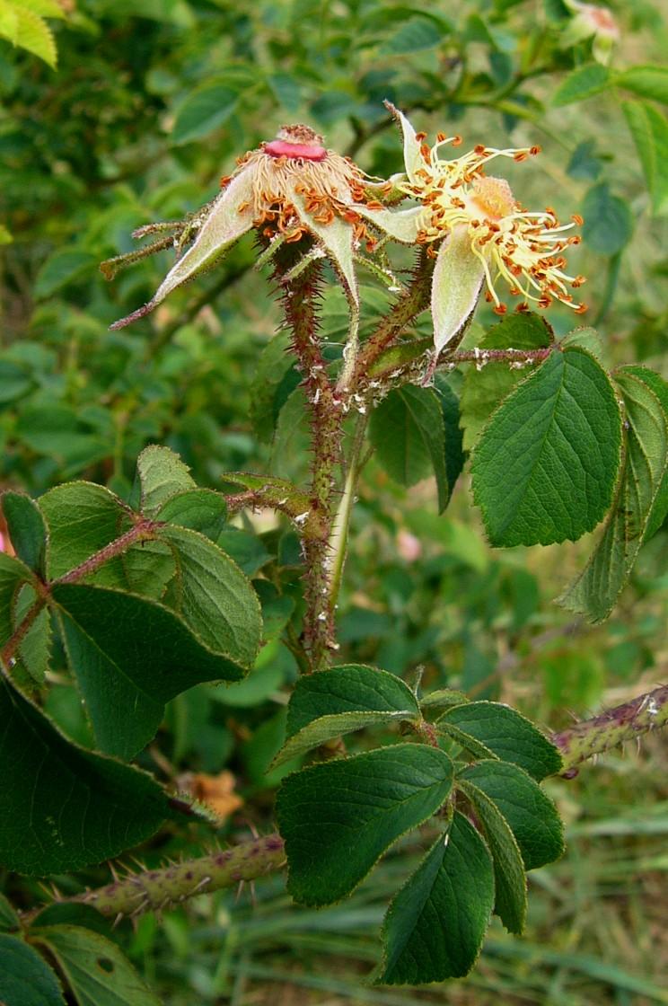 Nahaufnahme der Essig-Rose