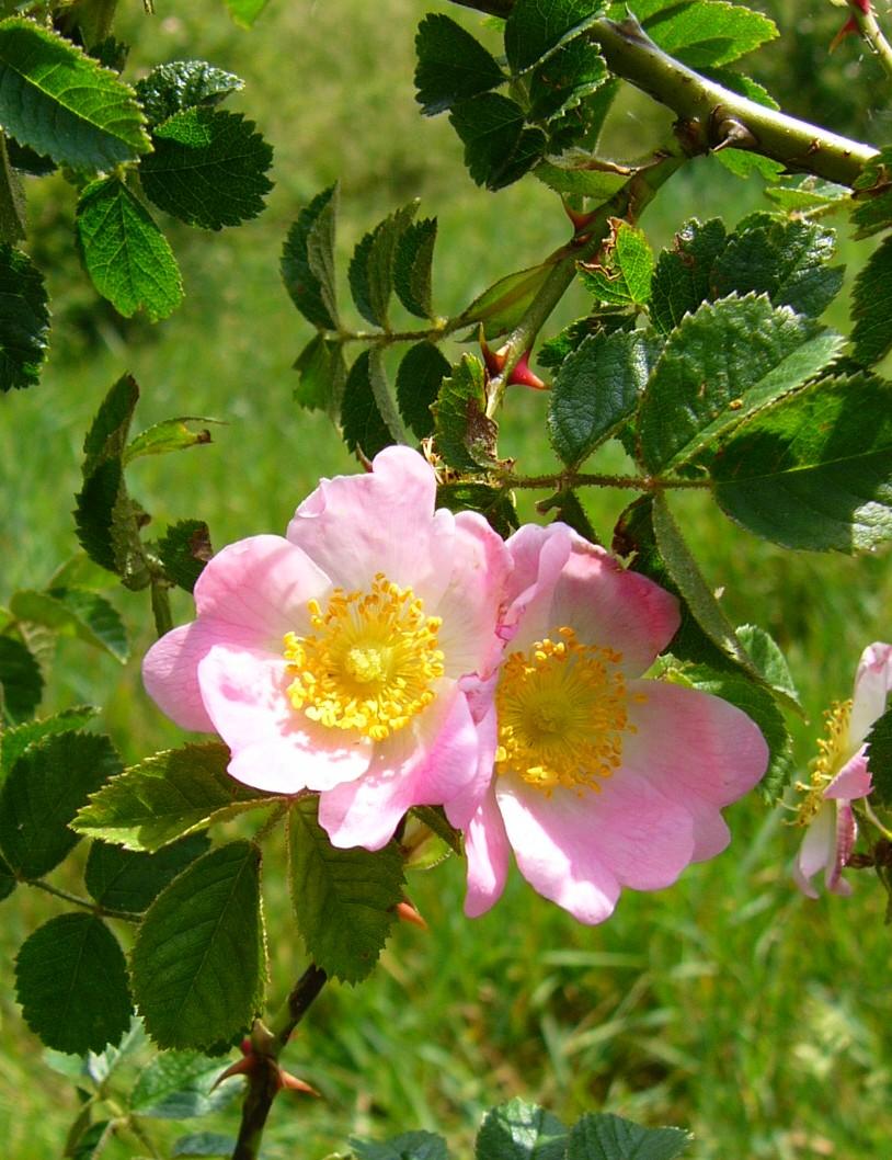 Nahaufnahme von Wein-Rose mit 2 Blüten
