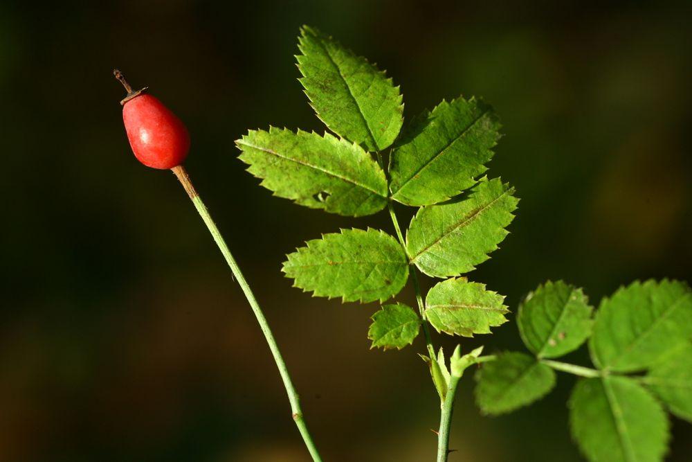 Nahaufnahme der Feld-Rose mit einer Frucht und Blättern
