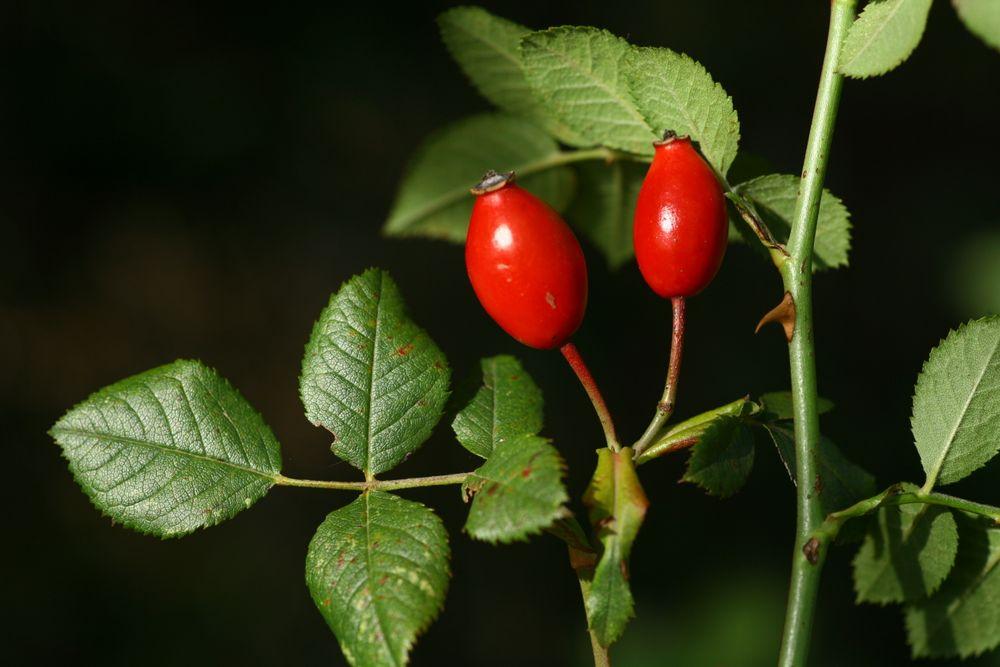 Nahaufnahme von Busch-Rose mit Früchten