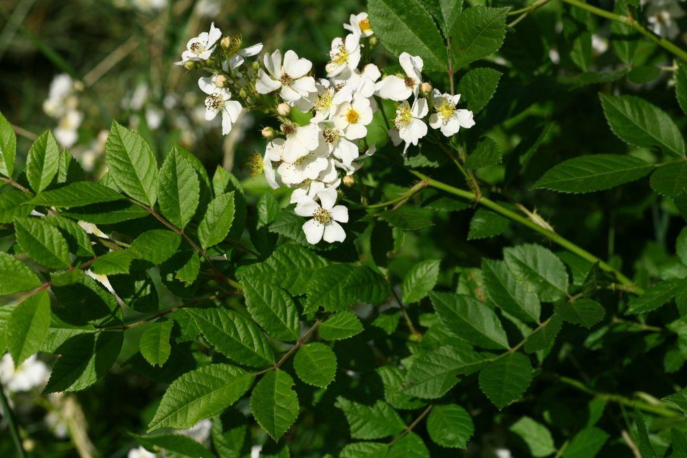 Nahaufnahme der Vielblütigen Rose mit zahlreichen kleinen weissen Blütenständen