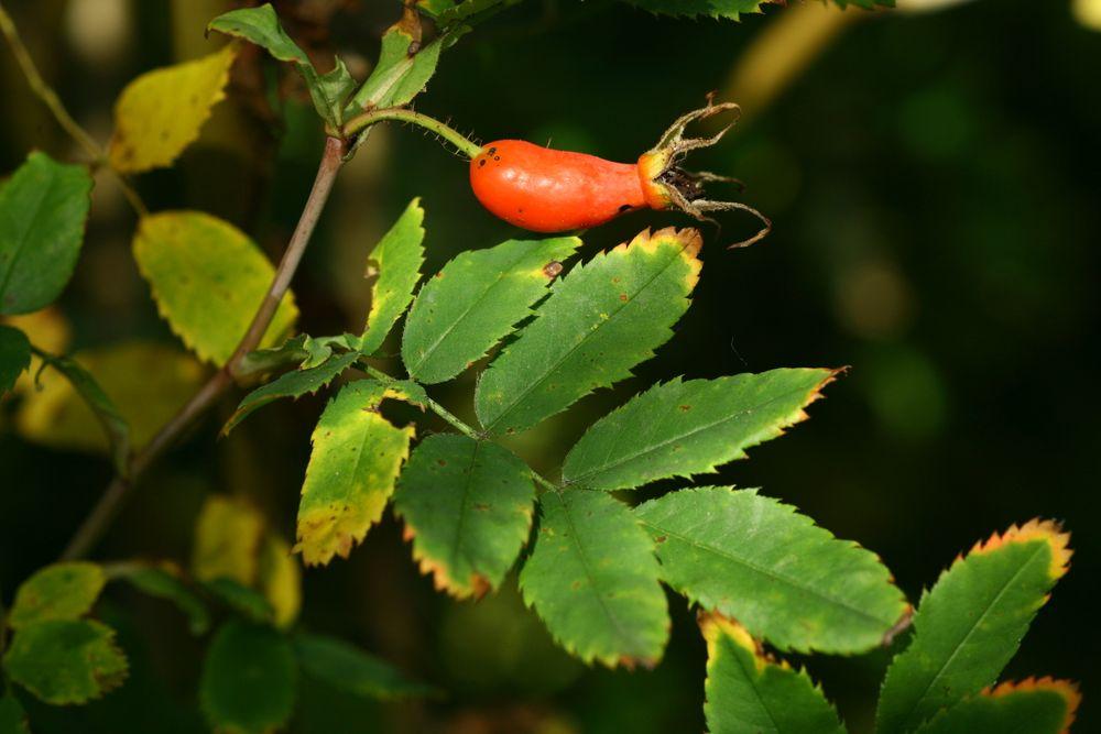 Nahaufnahme der Alpen Hagrose mit hängenden, flaschenförmigen Früchten
