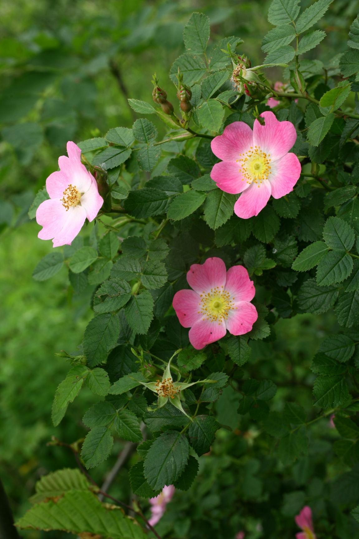 Nahaufnahme einer Wein-Rose mit 3 Blüten