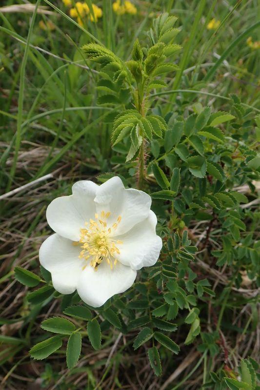 Nahaufnahme der Reichstacheligen Rose mit einer weissen Blüte
