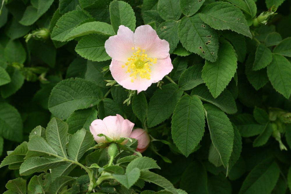 Nahaufnahme von Filzige Rose mit 2 Blüten