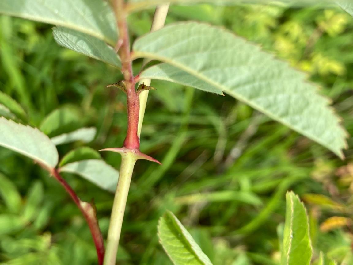 Nahaufnahme der Zimt-Rose mit Zweigen und Blattwerk