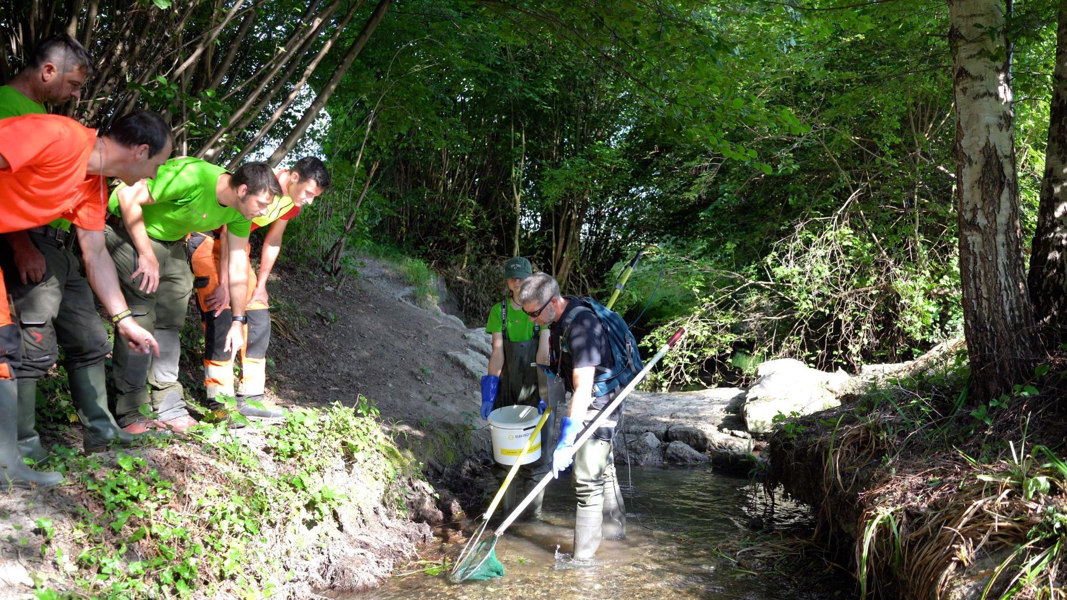 In einem natürlichen Bachlauf steht ein Mann mit einem Elektrofischgerät und eine Frau mit einem Eimer. Links am Ufer stehen vier Männer und schauen gebannt ins Wasser. Sie alle suchen nach Fischen. 