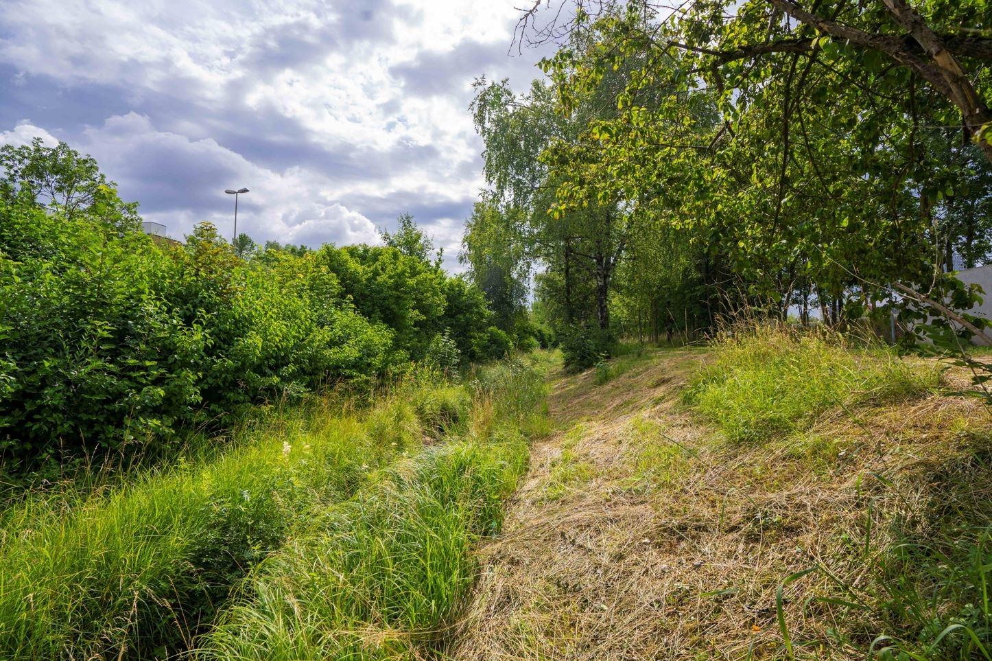 Eine leicht geneigte Uferböschung, die stellenweise gemäht worden ist. Der Bachlauf ist kaum sichtbar, weil er beidseitig von einer üppigen, ungemähten Hochstaudenflur gesäumt ist