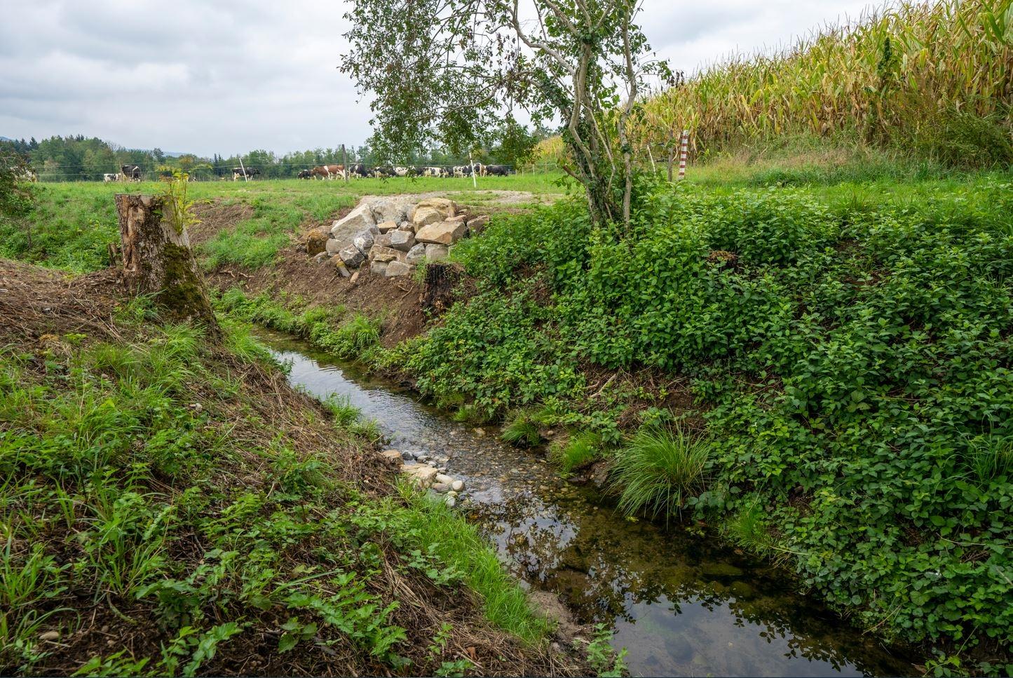 Ein Steinhaufen neben einem Wiesenbach mit einem Flurweg auf der rechten Seite. In der steilen Uferböschung wachsen Krautsäume und Strauchgehölz. Im Hintergrund sind eine Kuhweide und ein Maisfeld. 