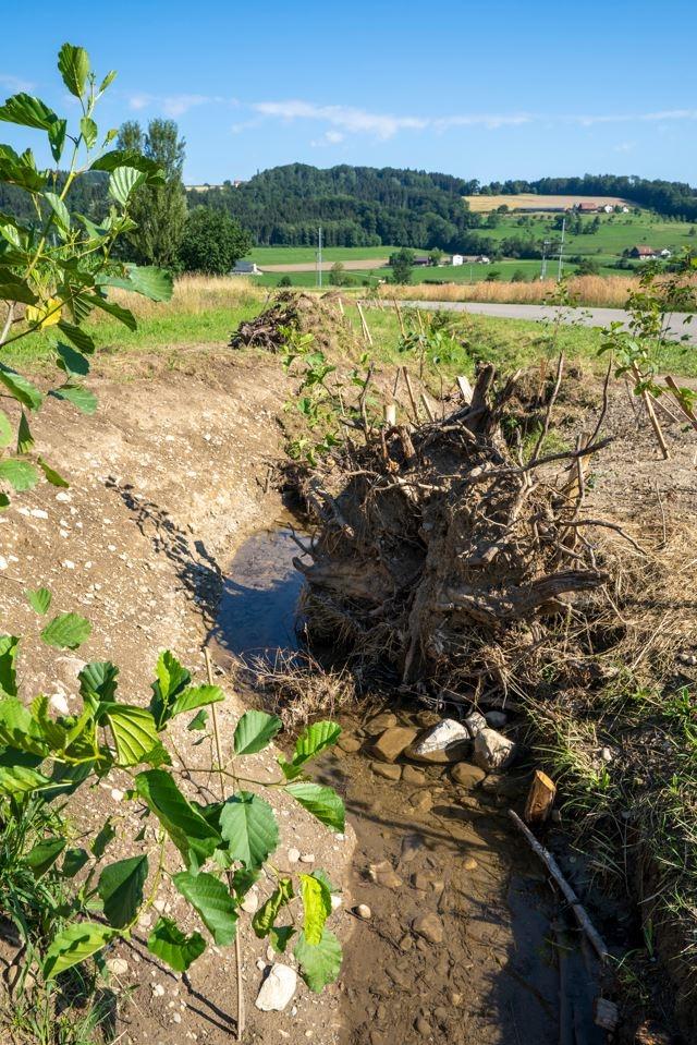 Ein frisch aufgewerteten Bachlauf mit einem grossen Wurzelstock. Das Bachbett besteht aus Geröll, die Ufer sind noch unbewachsen. Im Vordergrund sind Erlenblätter sichtbar, im Hintergrund Kulturlandschaft. 