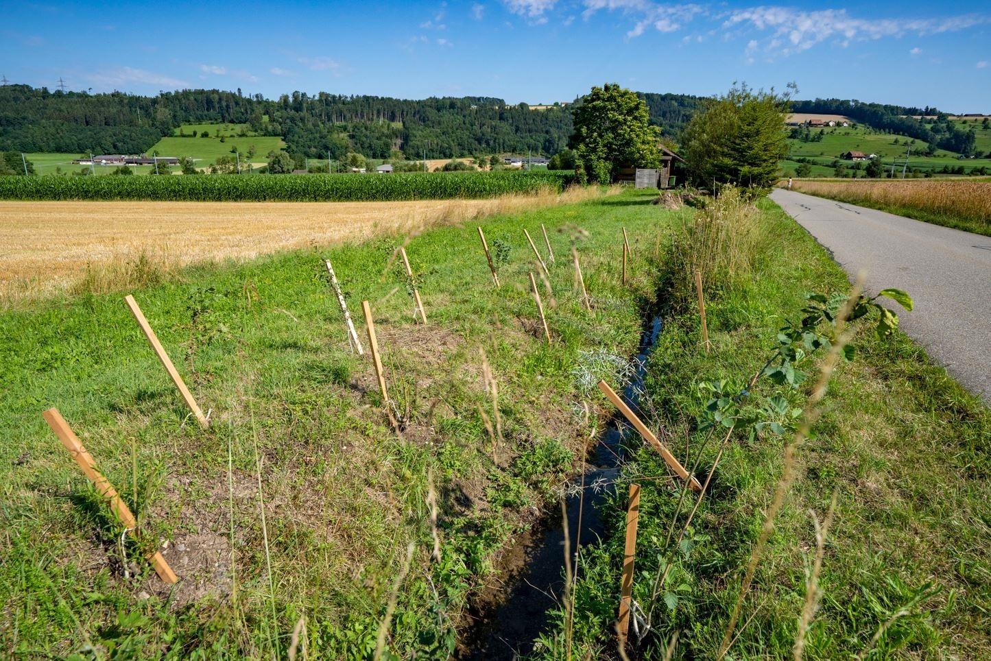 In der Uferböschung eines Wiesenbachs wachsen Hochstauden mit Gräsern. Im Vordergrund ist eine Neuanpflanzung von etwa zwanzig Sträuchern zu sehen. 
