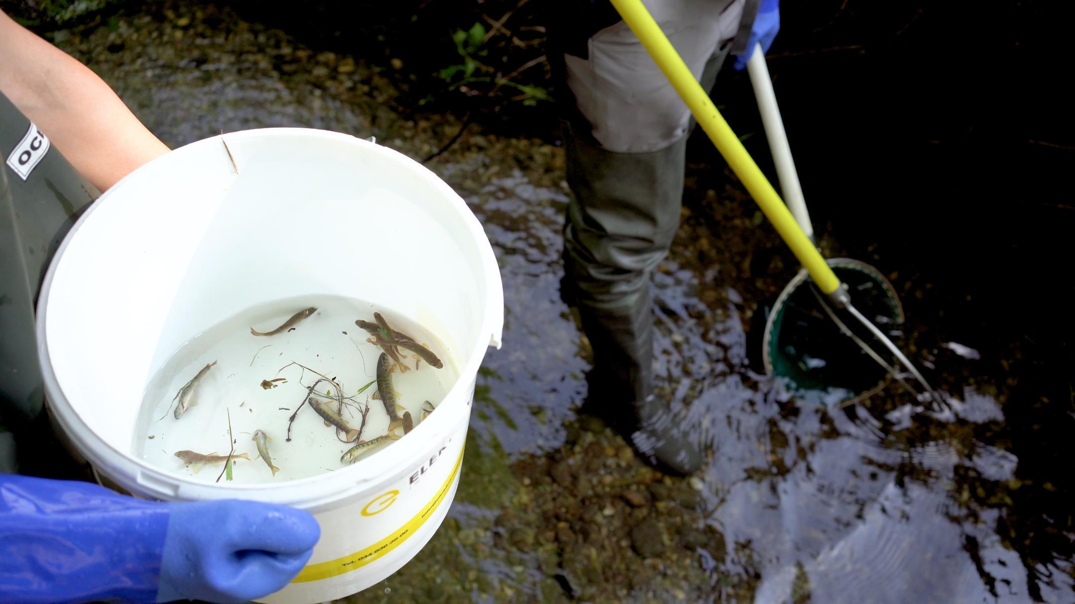 In einem mit Wasser gefüllten Eimer, der von einer Hand in blauen Gummihandschuhen gehalten wird, schwimmen sieben fingergrosse Bachforellen. Unter dem Eimer ist der Bachwasser zu sehen. 