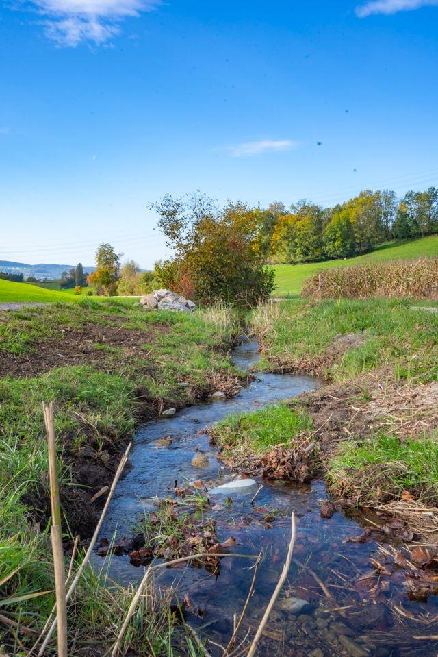 Ein frisch aufgewerteter, mäandrierenden Bachlauf. Im Bachbett sind Geröll, Steine und kleine Totholzreste. Im flachen Uferbereich wächst eine Wiese mit Röhrricht, Böschung ist stellenweise noch unbewachsen. 