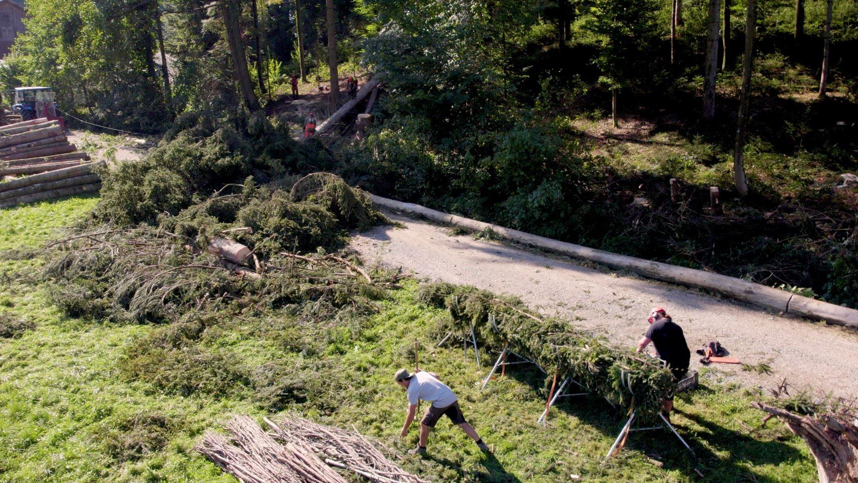 Blick auf einen Waldrand, parallel dazu verlaufen ein kleiner Bachlauf und ein Flurweg. Quer darüber liegen zwei gefällte Bäume, die von zwei Förstern zersägt werden. Am Bachlauf liegen mehrere Baumstämme in einer Längsreihe. 