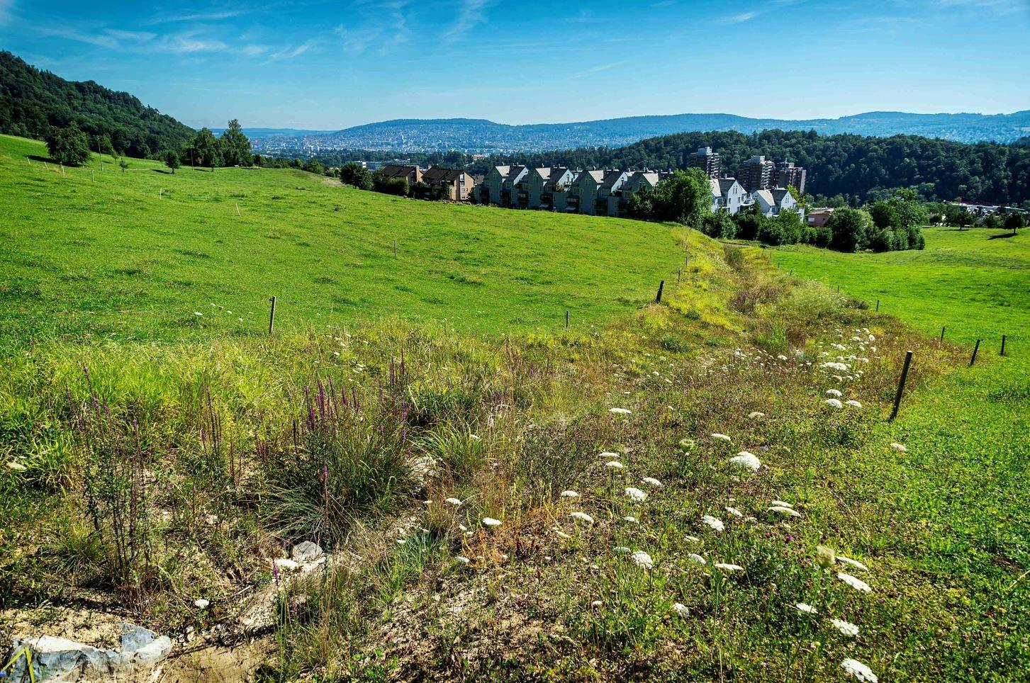 Durch eine offene Kulturlandschaft verläuft ein schmaler Wiesenbach, der gesäumt ist von üppigen Hochstauden. Im Hintergrund ist die Zürcher Hügellandschaft mit Wald und Siedlungsgebiet.