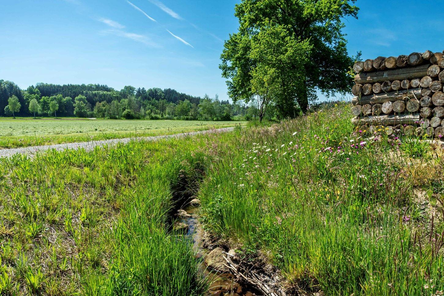 Ein Wiesenbach mit vereinzelten Steinen und einem Totholzelement in einer Kulturlandschaft. Der Bachlauf ist gesäumt von Gräsern, rechts davon wächst eine Blumenwiese, links verläuft ein Flurweg. Im Hintergrund ist Wald.