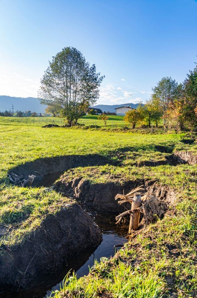 Ein aufgewerteter, mäandrierender Bachlauf, der in eine Wiese eingebettet ist. Im Bachbett finden sich Geröll und Totholzelemente. Das steile Ufer ist noch unbewachsen. 