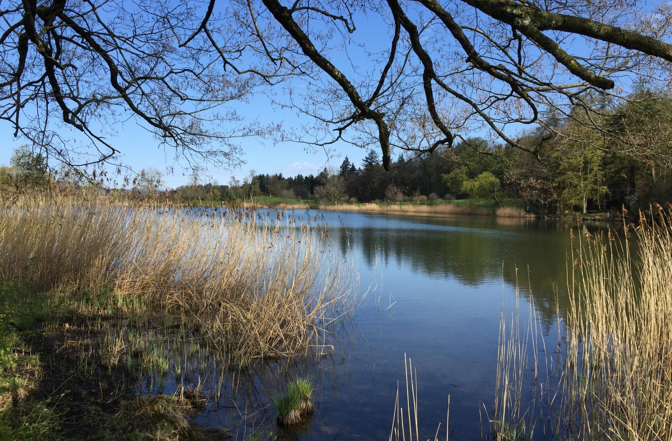 Ein klarer Kleinsee mit hochgewachsenem Schilfufer. Im Vordergrund sieht man das Geäst eines Baum, im Hintergrund ist ein Wiesenstreifen vor einem Wald. Beides spiegelt sich im Wasser. 