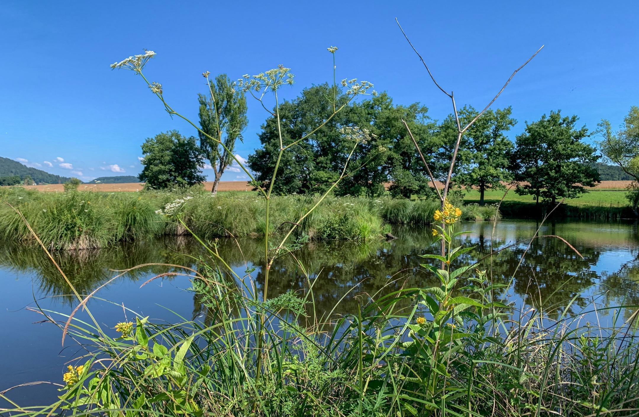 Ein Kleinsee mit üppigem Grasufer und vereinzelte Hochstauden, die auch im Vordergrund sichtbar sind. Im Hintergrund steht eine Baumreihe, die sich im See spiegelt. 