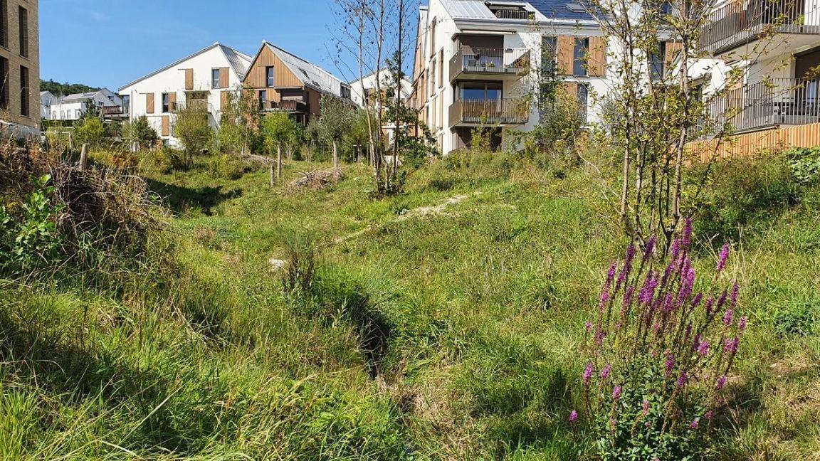 Begrüntes Gelände mit sichtbarem Bachlauf und einem violettblühenden buschigen Gewächs im Vordergrund; im Hintergrund moderne Wohngebäude.