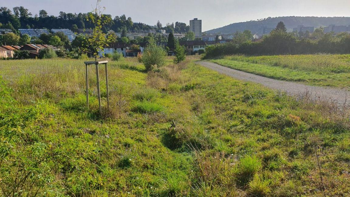 Grüne Wiese mit neugepflanztem Baum, rechts ein Schotterweg, im Hintergrund Wald und Wohngebäude, ein belebter Bachlauf ist angedeutet.