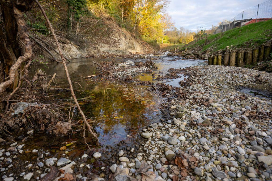 Der revitalisierte Abschnitt der Lützelmurg mit fliessendem Wasser, Kiesbänken und herbstlicher Ufervegetation.