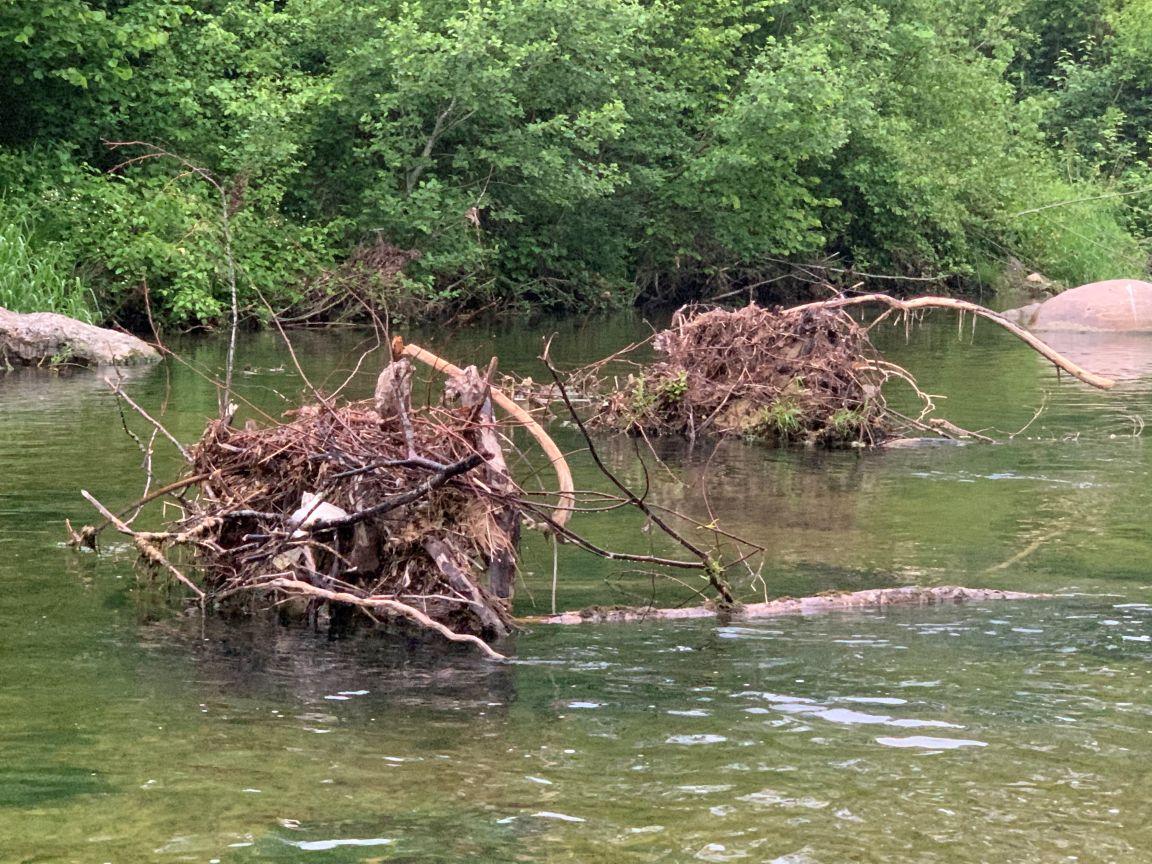 Wurzelstöcke und Äste im klaren Wasser der Töss, die als neue Lebensräume dienen..
