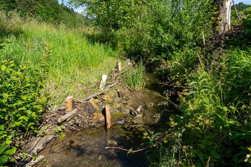 Ein kleiner Bachlauf, umgeben von dichtem Grün und hohen Gräsern, mit einer aufgewerteten Uferzone aus Holzpfosten und Ästen.