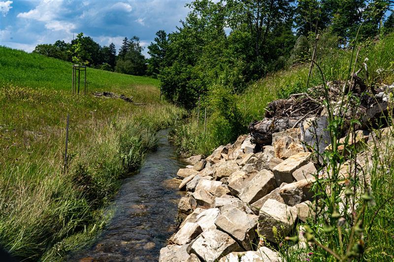 Ein renaturierter Bachlauf, rechts mit Steinen befestigtes Ufer, links eine grüne Wiese mit kleinen Bäumen und Wald im Hintergrund.