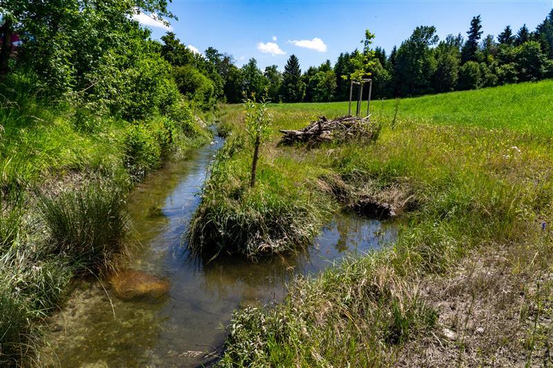Der Gossauerbach fliesst durch eine grüne Wiese mit Bäumen am Horizont, während sich ein junger Baum am Ufer befindet.