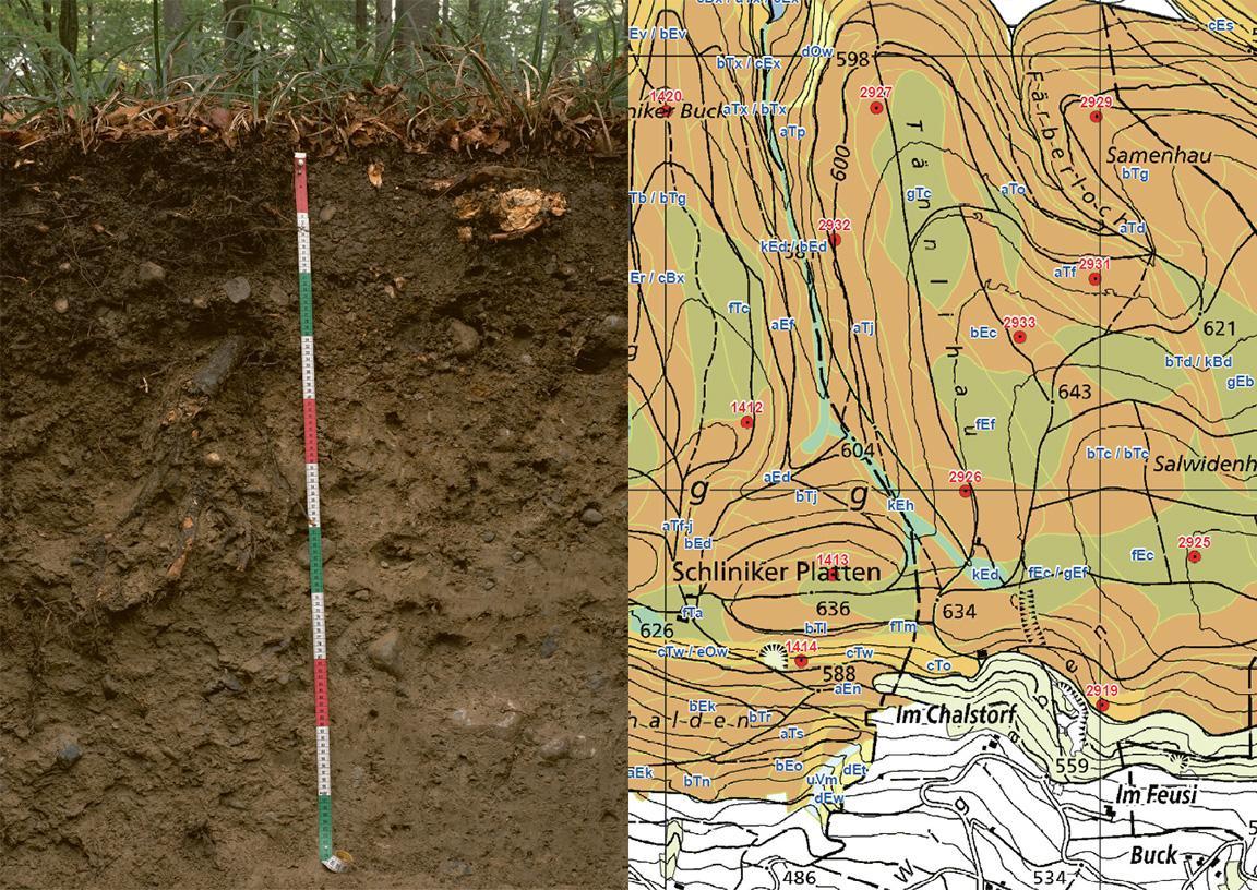 Waldbodenprofil und Karte im GIS-Browser