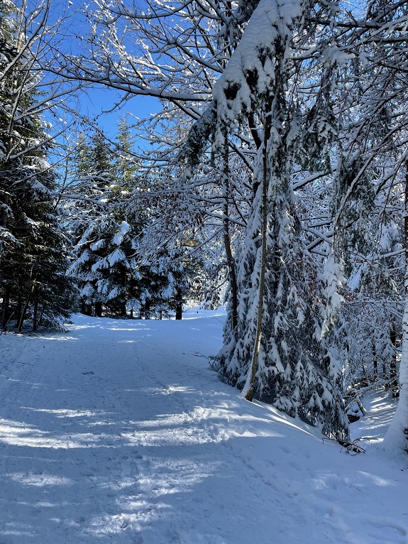 Schneebedeckter Waldweg