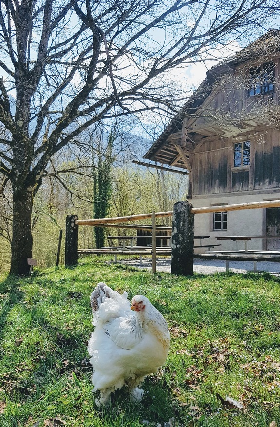 Weisses Huh vor historischem Bauernhof