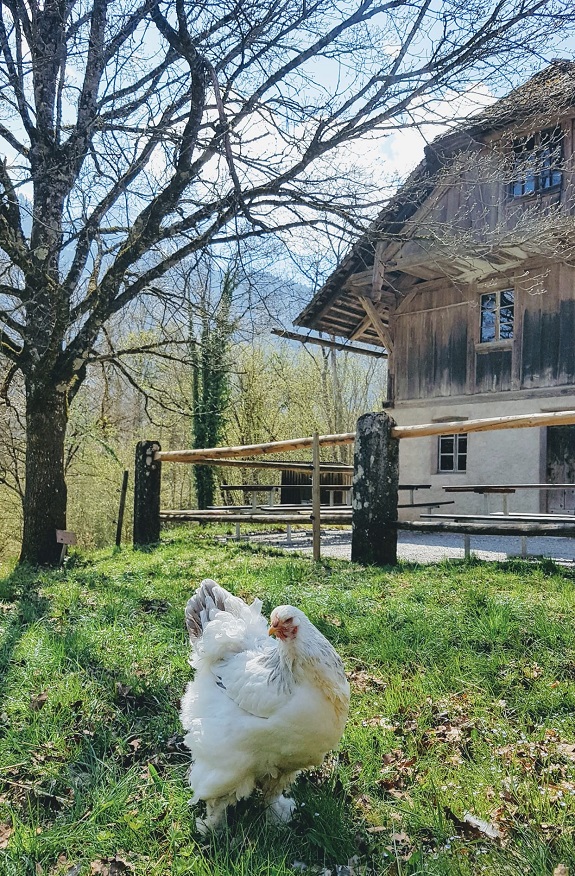 Weisses Huh vor historischem Bauernhof