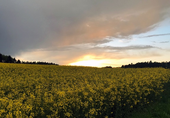 Rapsfeld im Abendlicht