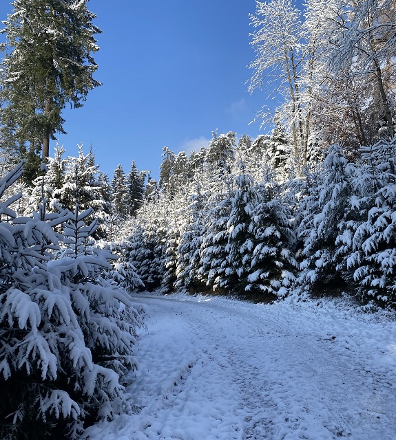 Waldweg, gesäumt mit verschneiten Bäumen