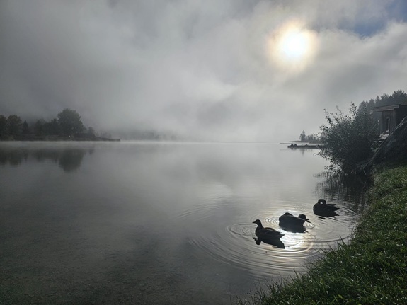 Seeszene mit drei schwimmenden Enten, Nebelschwaden und sanftem Sonnenlicht.