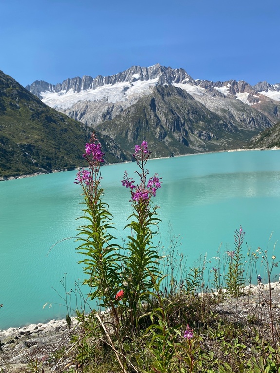 T&uuml;rkisblauer Bergsee mit Gletschern und Bergen im Hintergrund, im Vordergrund bl&uuml;hende pink-violette Blumen.