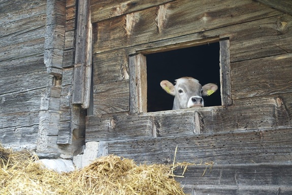 Kuh, die aus einem kleinen rechteckigen Fenster eines Holzstalls schaut. Vor dem Fenster liegt Heu, und die Kuh tr&auml;gt gelbe Ohrmarken.