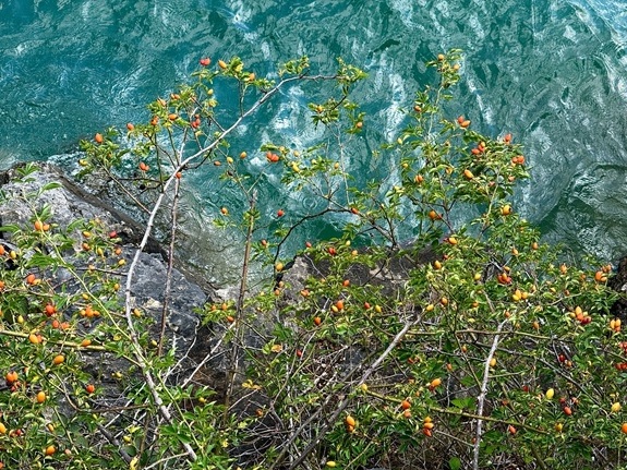 Hagebuttenstrauch auf einem Felsen &uuml;ber dem See
