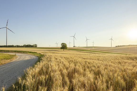 Weite Landschaft mit goldgelben Getreidefeldern im Vordergrund, einem geschwungenen Feldweg und mehreren Windkraftanlagen im Hintergrund.