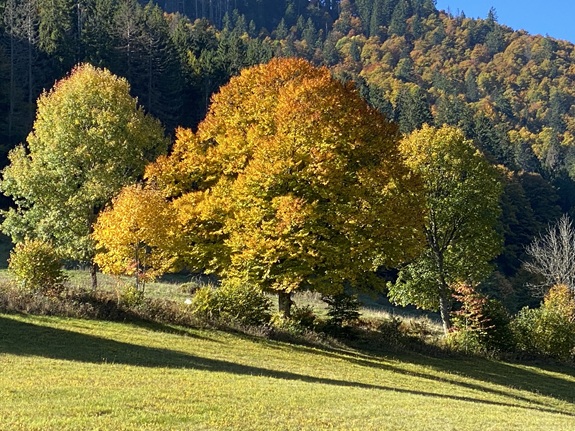 Verschiedene B&auml;ume mit Herbstf&auml;rbung