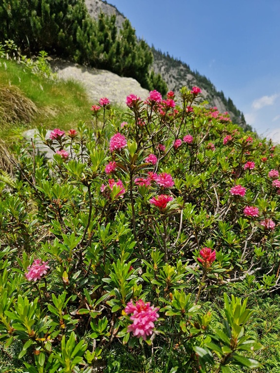Alpenrosen