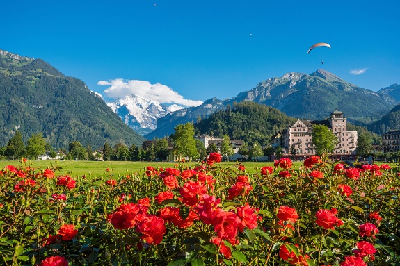 Blick auf Interlaken. Im Vordergrund Rosen, im Hintergrund die Berge.