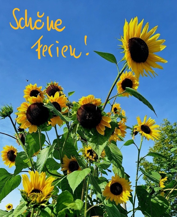 Sonnenblumen - handschriftlich hinzugef&uuml;gt "Sch&ouml;ne Ferien"