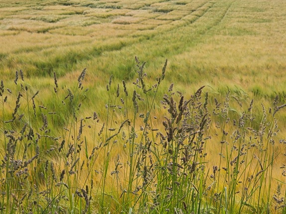 Hohe Gr&auml;ser im Vordergrund, dahinter ein weites Feld mit Reihen von Getreide.