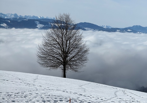 Ein einzelner Baum steht auf einer schneebedeckten Anh&ouml;he &uuml;ber einem Meer aus Nebel, mit Bergen am Horizont.