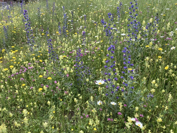 Bunte Wildblumen auf einer bl&uuml;henden Wiese.