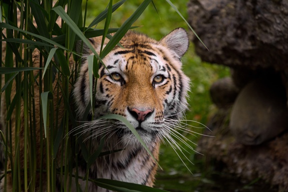 Tiger im Schilf